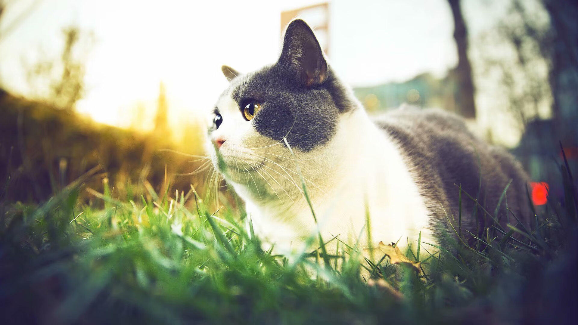 三分火力！北京队三分球命中率突破40%！，总决赛三分球命中率排名