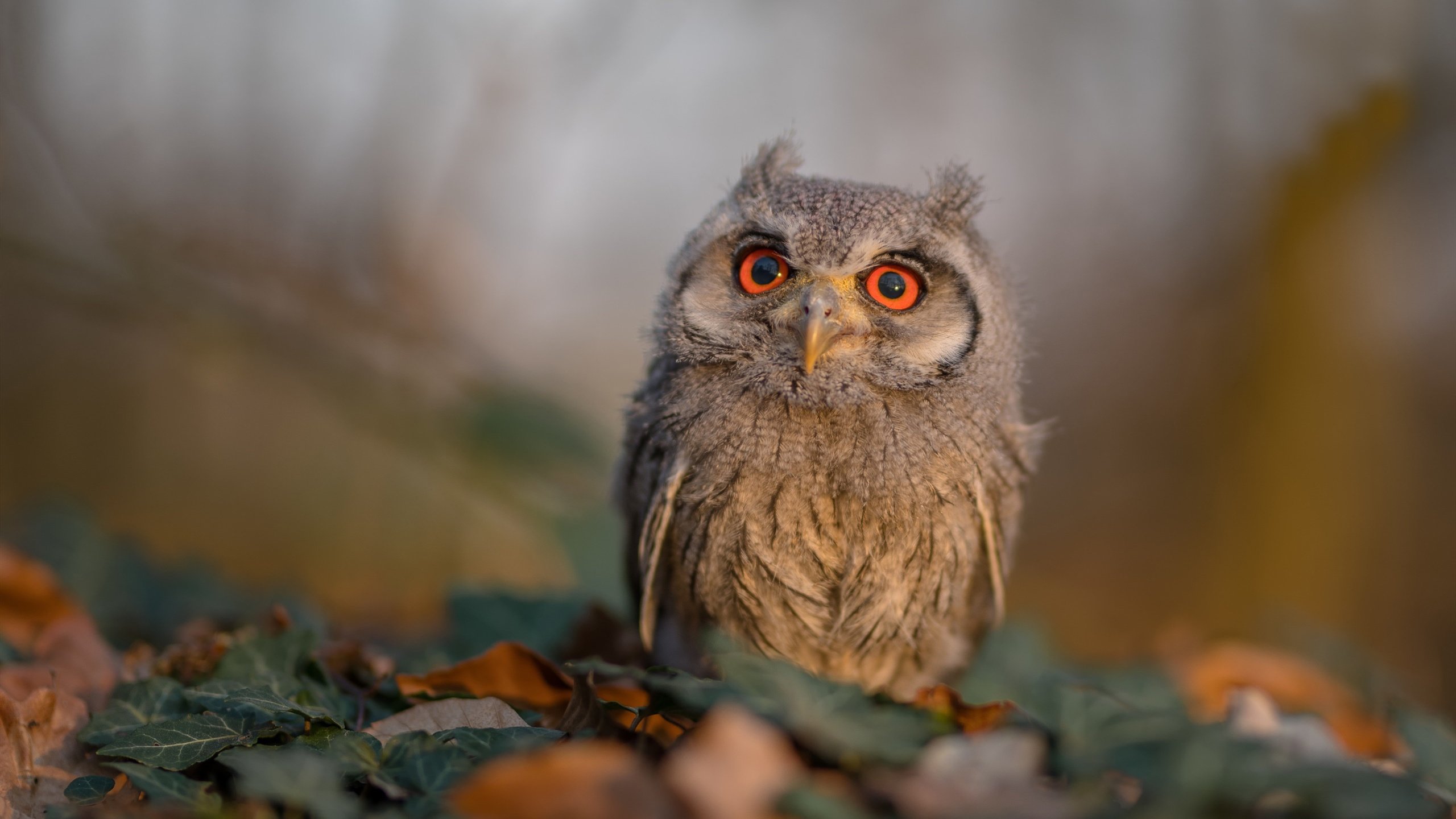 开云在线直播-凯尔特人再获最佳团队奖，团队精神获联盟认可，凯尔特人报团